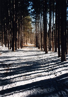 Kohler-Andrae State Park - Woods on the Hiking Trail